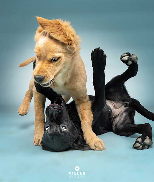 Galerie Puppy Play